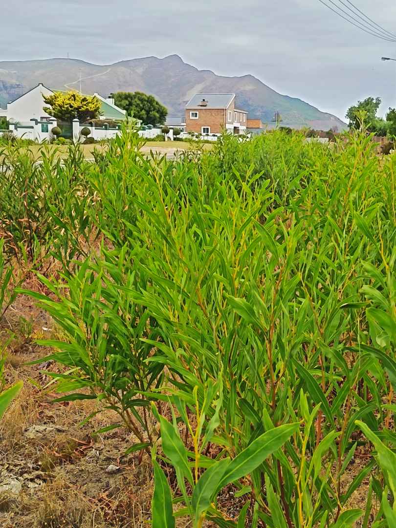 0 Bedroom Property for Sale in Fisherhaven Western Cape